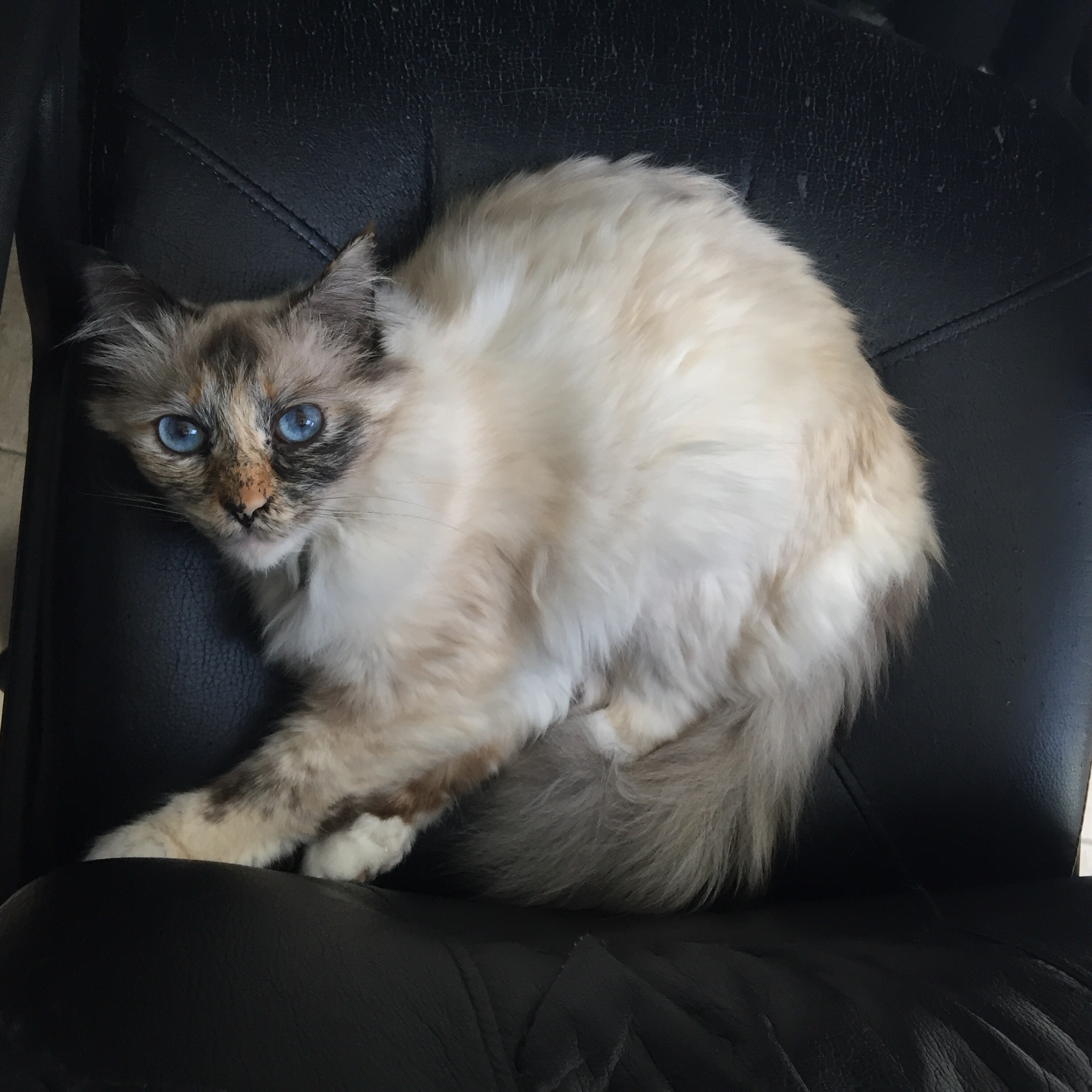 Vie de chat: quand Jerry pique le fauteuil de bureau de TheMouse!
